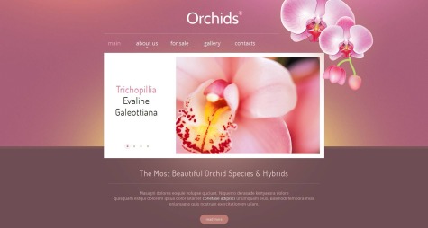 Orchids