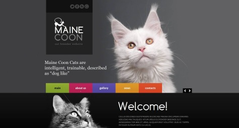 Maine Coon